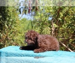 Small #15 ShihPoo