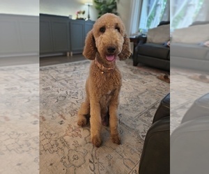 Mother of the Goldendoodle puppies born on 03/25/2026