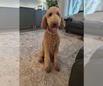 Small Photo #1 Goldendoodle Puppy For Sale in CONROE, TX, USA