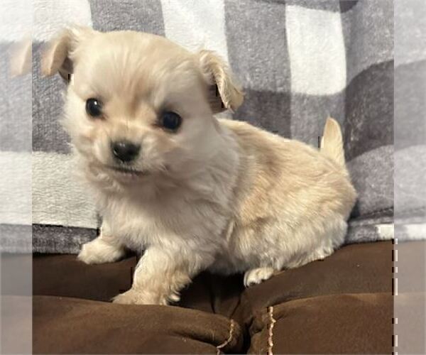 Medium Photo #7 Chihuahua Puppy For Sale in MIAMI, FL, USA