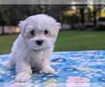 Small Photo #15 Maltese Puppy For Sale in OCALA, FL, USA