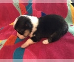 Small Photo #7 Pembroke Welsh Corgi Puppy For Sale in RAMONA, OK, USA