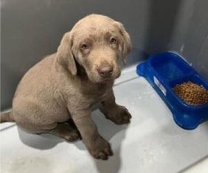 Labrador Retriever Puppy for sale in RIVERVIEW, FL, USA