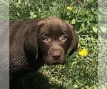 Small Photo #3 Labrador Retriever Puppy For Sale in BARNEVELD, WI, USA
