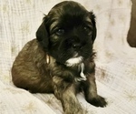 Puppy 4 Cavalier King Charles Spaniel-Yo-Chon Mix