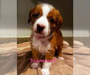 Mutt Dogs for adoption in Mission Viejo, CA, USA