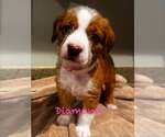 Small Mutt