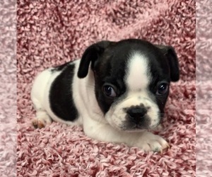 French Bulldog Puppy for sale in JOHNS ISLAND, SC, USA