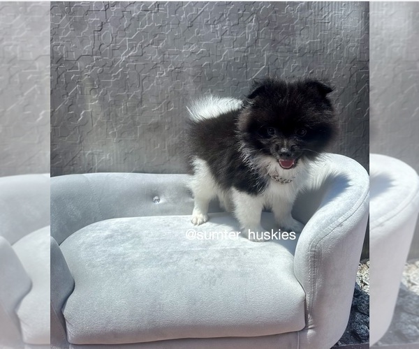 Medium Photo #1 Pomeranian Puppy For Sale in WEBSTER, FL, USA