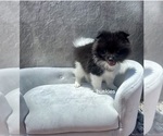 Small Photo #1 Pomeranian Puppy For Sale in WEBSTER, FL, USA