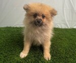 Small #2 Pomeranian