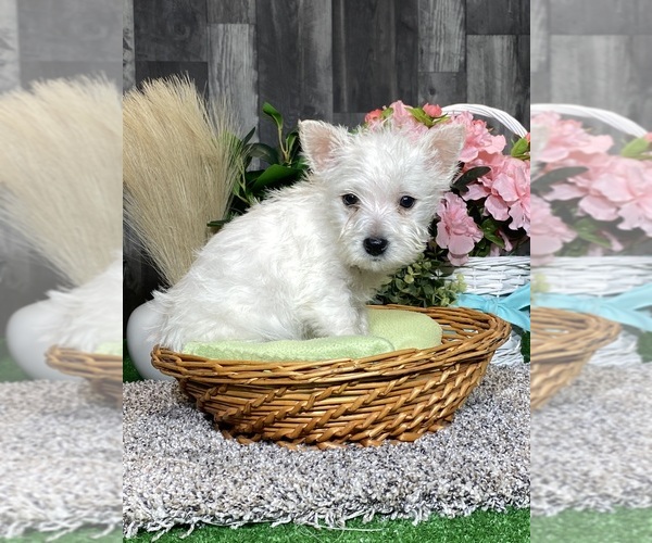 Medium Photo #4 West Highland White Terrier Puppy For Sale in CANOGA, NY, USA