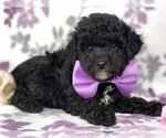 Small Photo #5 Poodle (Miniature) Puppy For Sale in CLAY, PA, USA