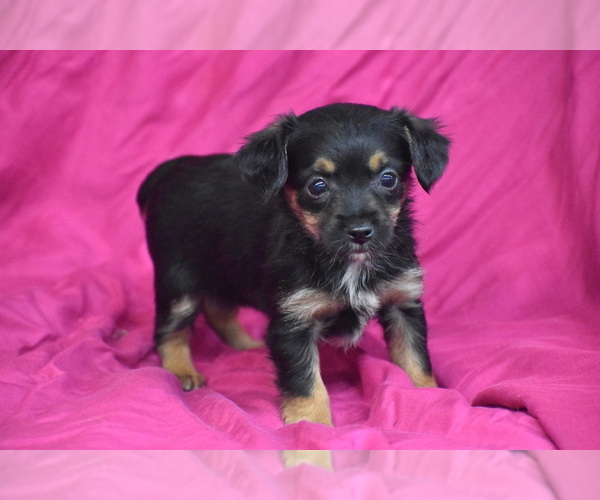 Medium Photo #2 Yorkipoo Puppy For Sale in ELDORADO, OH, USA