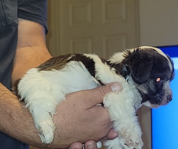 Medium Photo #3 Havashire Puppy For Sale in CHICKASHA, OK, USA