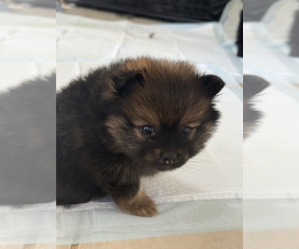 Medium Photo #4 Pomeranian Puppy For Sale in ARLINGTON, TX, USA
