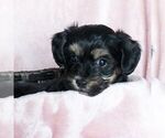 Small Photo #4 Poovanese Puppy For Sale in BIRD IN HAND, PA, USA