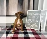 Small Photo #7 Boxer Puppy For Sale in FRANKLIN, IN, USA
