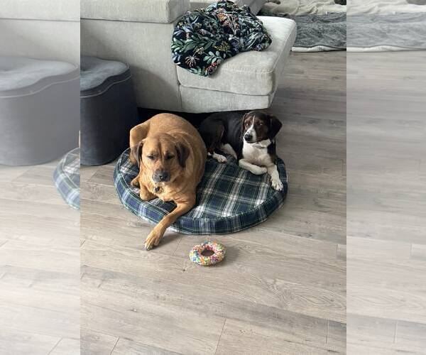 Medium Photo #8 Beagle-Unknown Mix Puppy For Sale in Woodbury, NY, USA