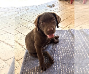 Medium Chesapeake Bay Retriever