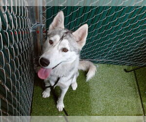 Medium Siberian Husky