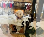 Small Photo #18 Labrador Retriever Puppy For Sale in LINDEN, MI, USA