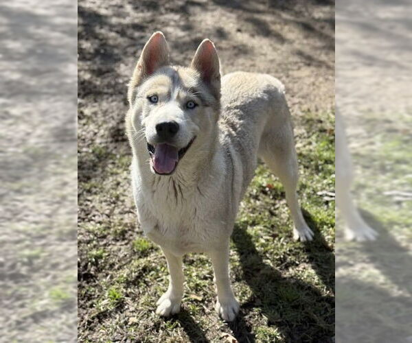 Medium Photo #2 Siberian Husky Puppy For Sale in Riverside, CA, USA