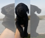 Small #1 Labrador Retriever