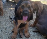 Small Photo #6 Bloodhound Puppy For Sale in NEW PORT RICHEY, FL, USA