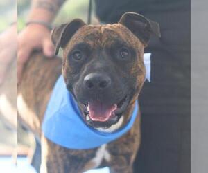 American Staffordshire Terrier-Unknown Mix Dogs for adoption in San Antonio, TX, USA