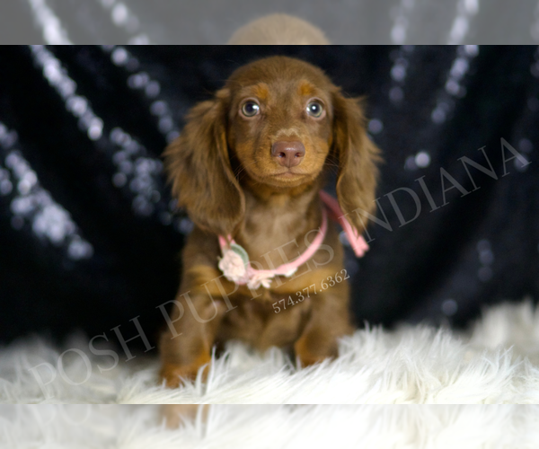 Medium Photo #5 Dachshund Puppy For Sale in WARSAW, IN, USA