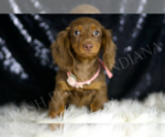 Small #4 Dachshund