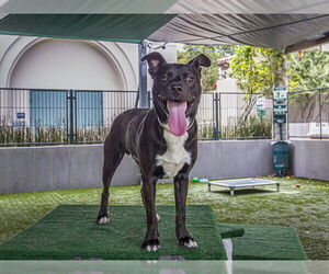 American Pit Bull Terrier Dogs for adoption in Pasadena, CA, USA