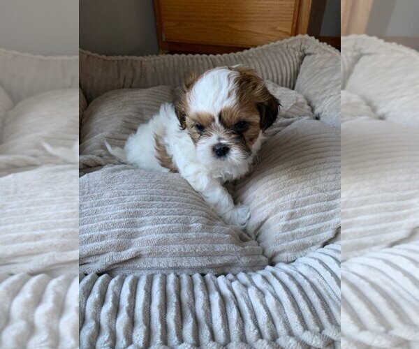 Medium Photo #1 Shih Tzu Puppy For Sale in BRISTOL, IN, USA