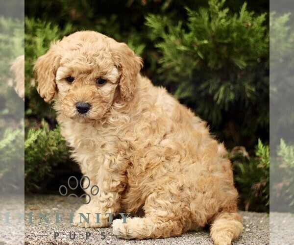 Medium Photo #1 Goldendoodle (Miniature) Puppy For Sale in KINZERS, PA, USA