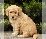 Small Goldendoodle (Miniature)