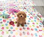 Small #7 Poodle (Toy)