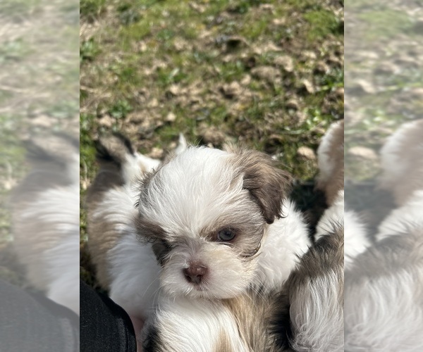 Medium Photo #7 Shih Tzu Puppy For Sale in VENETA, OR, USA