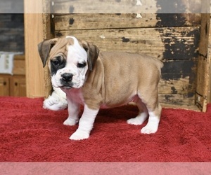 Boxer-English Bulldog Mix Puppy for sale in FREDERICKSBURG, OH, USA