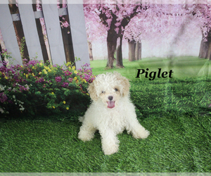 Poodle (Toy) Puppy for sale in CHANUTE, KS, USA