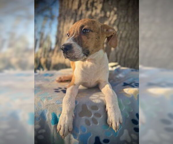 Medium Photo #1 Catahoula Leopard Dog-Unknown Mix Puppy For Sale in Pleasanton, TX, USA