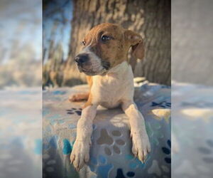 Catahoula Leopard Dog-Unknown Mix Dogs for adoption in Pleasanton, TX, USA