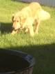Small Photo #1 Golden Retriever Puppy For Sale in MOSES LAKE, WA, USA