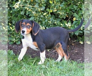 Beagle Puppy for sale in LEBANON, PA, USA