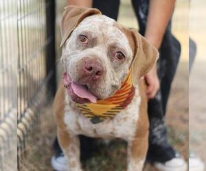 Bulldog-Unknown Mix Dogs for adoption in San Antonio, TX, USA