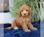 Small #3 Goldendoodle (Miniature)