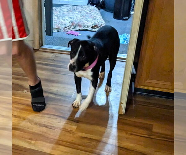 Medium Photo #7 Mutt Puppy For Sale in MECHANICSBURG, PA, USA