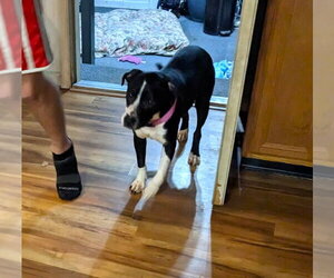 Rain - Female Mutt Dog for Adoption - Photo #2
