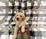 Puppy Snow buddy Golden Retriever