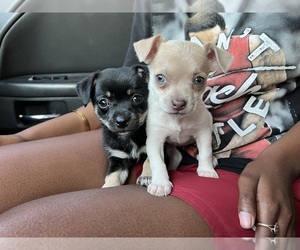 Chihuahua Puppy for Sale in HOLLYWOOD, Florida USA